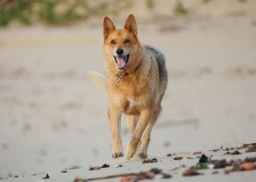 走る犬